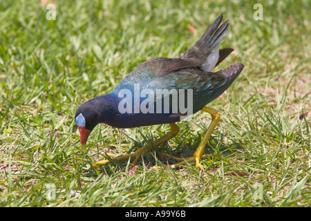 Purple Gallinule Porphyrula martinica forages for food at park in Central Florida USA Stock Photo