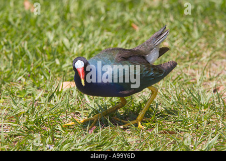 Purple Gallinule Porphyrula martinica forages for food at park in Central Florida USA Stock Photo