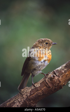 JUVENILE EUROPEAN ROBIN Erithacus rubecula moulting into adult plumage Stock Photo