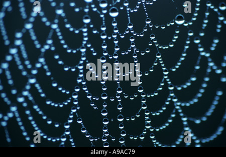 Dewdrops hanging on a spider web on a cool autumn morning Stock Photo
