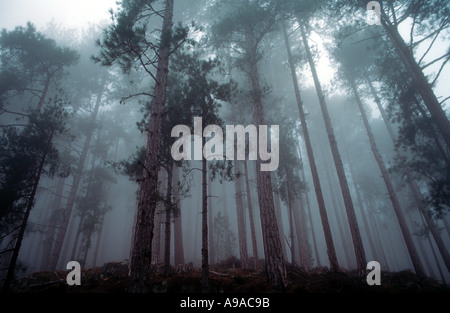 Mystic misty forest of pine trees pinus nigra maritima at Ghisoni Corsica Island France Stock Photo