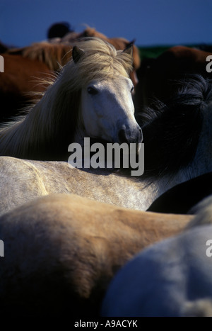 ICELANDIC HORSE  SKOGAR ICELAND Stock Photo