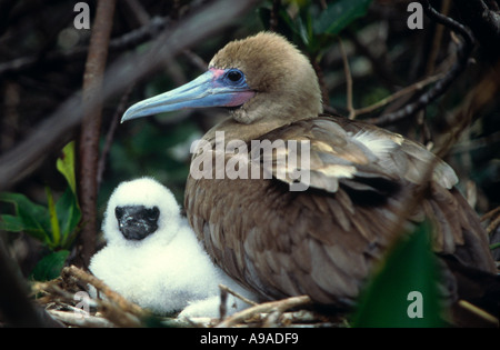 Red footed Booby and chick (Sula sula) on nest, Galapagos Islands. Stock Photo