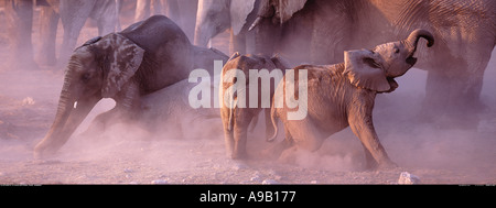 Young elephants in the dust Etosha National Park Namibia Stock Photo