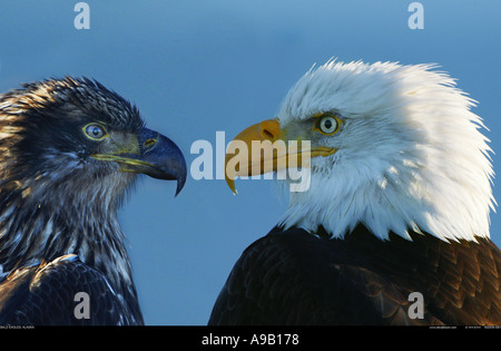 Adult and juvenile bald eagles Alaska Stock Photo