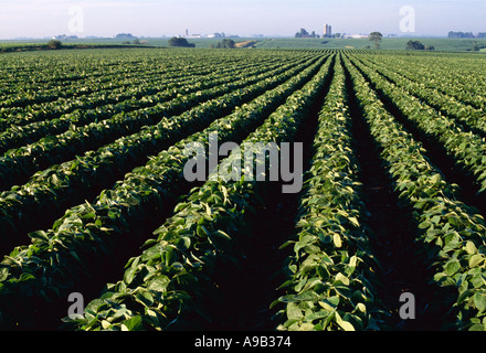 Agriculture - Field of mid growth minimum tillage 30 inch row soybeans ...