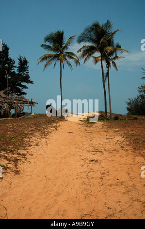 Coconut Palm Trees,Mandrem Beach,Goa,India,Asia Stock Photo