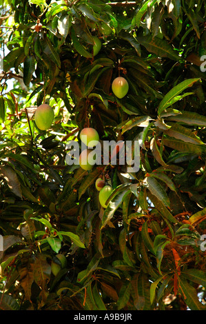 Mango Tree,Goa,India Stock Photo