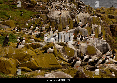 Puffin Fractercula arctica colony on rock face by nest site Farne Islands United Kingdom Stock Photo