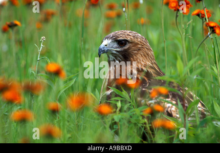 Red Tailed Hawk Buteo jamaicensis in flower meadow Minnesota USA Stock Photo