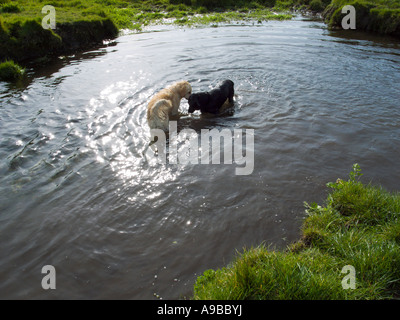 Black Labrador and Golden Retriever playing in a pool Stock Photo