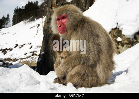 Japanese Macaque Macaca fuscata adult with young baby Jigokudani National Park Nagano Honshu Japan Stock Photo