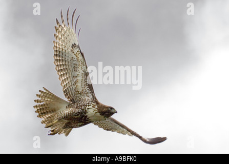 Red Tail Hawk, Buteo jamaicensis, flying. Stock Photo
