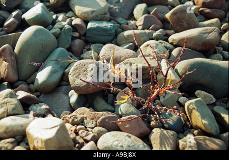 Small plant growing in between pebbles Stock Photo