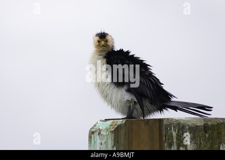 Little Pied Cormorant (Phalacrocorax melanoleucos) with feathers puffed up to dry them after swimming Stock Photo