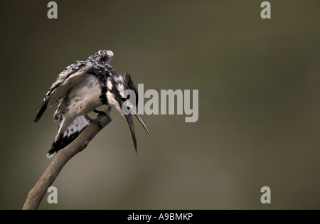 Pied Kingfisher (Ceryle rudis) displaying aggression Stock Photo