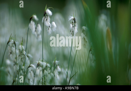 Broad leaved cotton grass, Eriophorum scheuchzeri Stock Photo