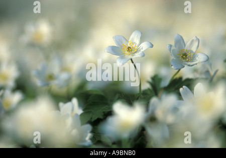 Anemone sylvestris Stock Photo