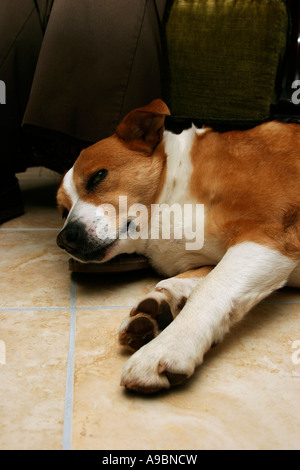 Good concept image for loyalty showing mans best friend resting loyally at his owners feet Stock Photo