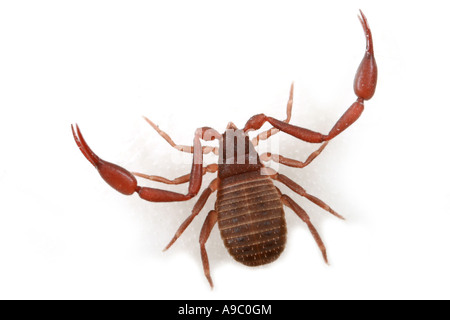 Pseudoscorpion, Chelifer cancroides, a small arachnid with claws. Stock Photo