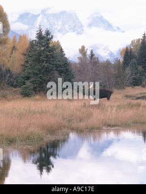 A bull moose alces alces is shown grazing in the swampy area of a beaver pond during the fall season Stock Photo