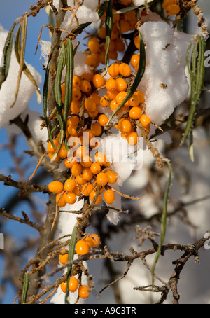 Branch of sea buckthorn ( Hippophaë rhamnoides ) berries , Finland Stock Photo