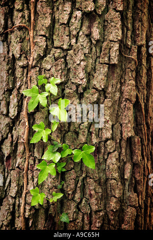 Ivy Growing up Tree Bark Stock Photo