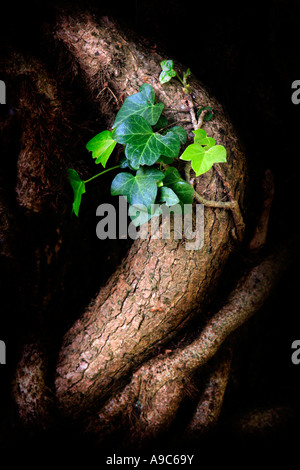 Young Ivy on Old Ivy Growth Stock Photo