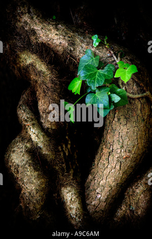 Young Ivy on Old Ivy Growth Stock Photo