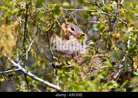 Fox Squirrel In Tree Stock Photo