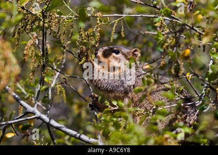 Fox Squirrel In Tree Stock Photo