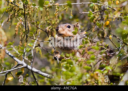 Fox Squirrel In Tree Stock Photo