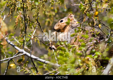 Fox Squirrel In Tree Stock Photo