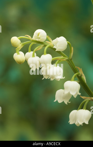Lily of the valley convallaria majalis close up of flower spike Norfolk UK May Stock Photo