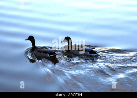 Two Mallard ducks on Grand Union Canal, Warwickshire, England, UK Stock Photo