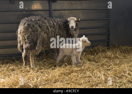 Welsh Sheep with newly born lamb in barn UK May Stock Photo