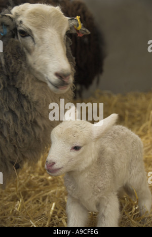 Welsh Sheep with newly born lamb in barn UK May Stock Photo