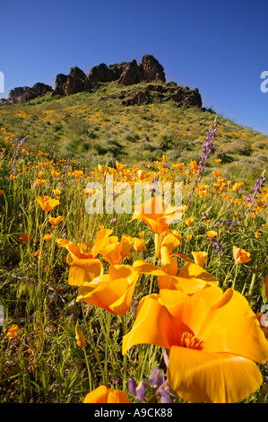 wildflowers including Mexican Gold Poppies Eschscholzia californica subsp mexicana along Route 66 near Oatman Arizona Stock Photo