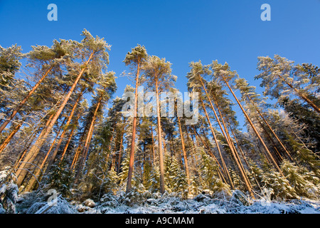 Frosty pine ( pinus sylvestris ) trees growing on steep hillside at taiga forest , Finland Stock Photo