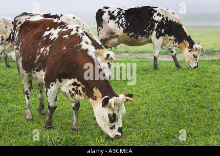 Dairy cows grazing in a field Normandy France Europe Stock Photo