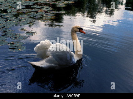 A Mute Swan next to water lily plants Stock Photo