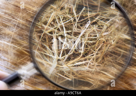 Found the needle in the haystack Stock Photo
