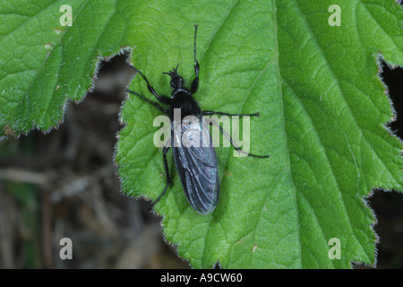 March Fly Bibio marci on leaf. Somerset. UK Stock Photo