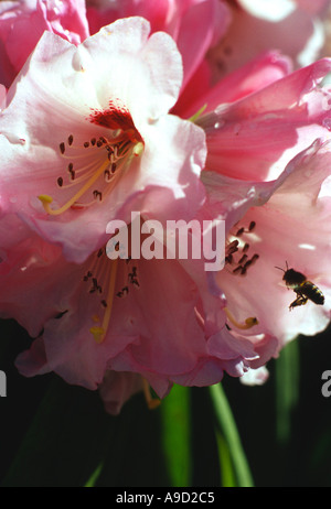 Bumble Bee collecting Rhododendron pollen after rain shower Stock Photo ...