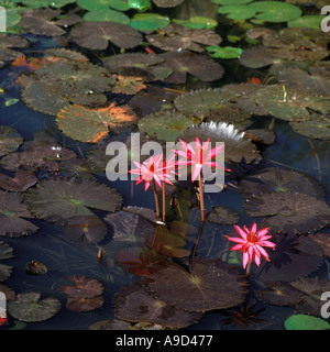 Water Lilies, Goa, India Stock Photo