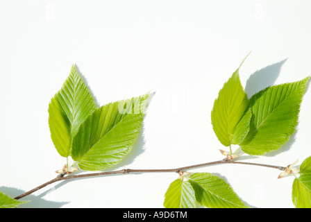 Yellow Birch Betula alleghaniensis leafs with a white background during the spring months in New England USA Stock Photo