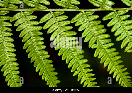 Bracken (Pteris aquilina) Stock Photo