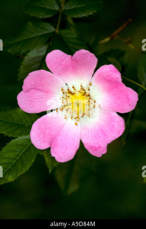 A flower of the Wild Rose, also known as the Dog Rose, (Rosa canina) Stock Photo