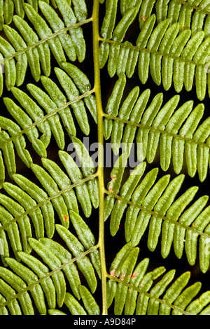 Bracken (Pteris aquilina) Stock Photo