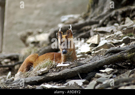 Barking Deer or The Muntjac Hindi Kakkad Latin Muntiacus Muntjak Stock Photo